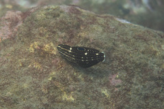 Halichoeres marginatus