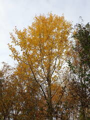 Populus tremula