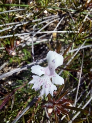 Hemiandra pungens