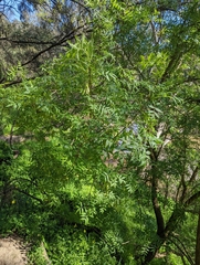 Fraxinus angustifolia