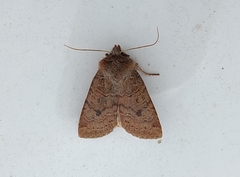 Agrochola laevis