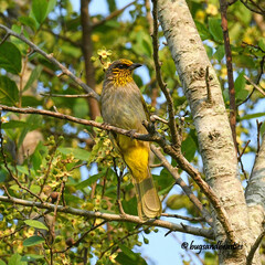 Pycnonotus finlaysoni