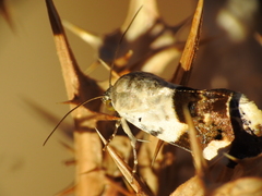Acontia lucida