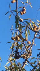 Prunus amygdalus