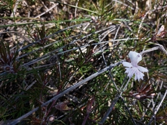 Hemiandra pungens