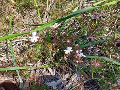 Hemiandra pungens