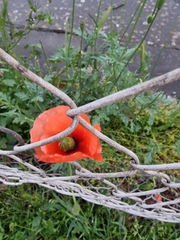 Papaver rhoeas