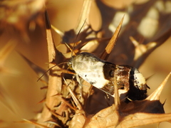 Acontia lucida