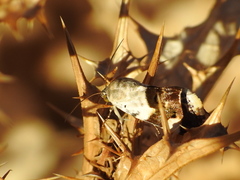 Acontia lucida