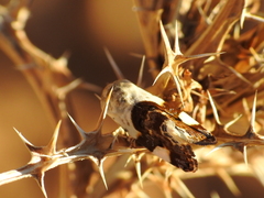 Acontia lucida