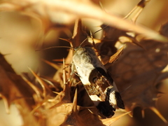 Acontia lucida