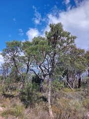 Banksia attenuata