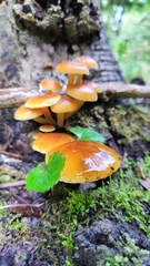 Flammulina velutipes