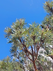 Banksia attenuata