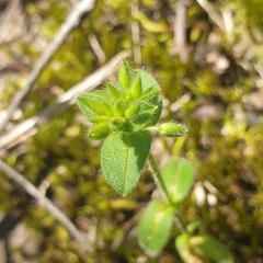 Cerastium glomeratum