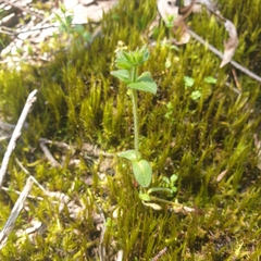 Cerastium glomeratum
