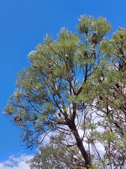 Banksia attenuata