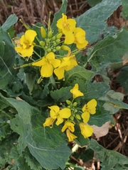 Brassica napus