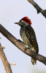 Chloropicus fuscescens