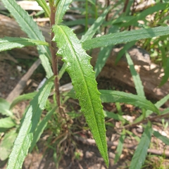 Senecio linearifolius