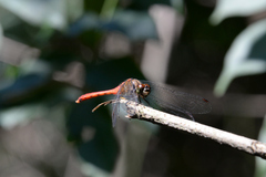 Sympetrum eroticum