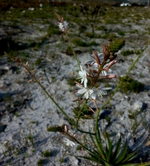 Trachyandra divaricata