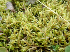 Pleurozium schreberi