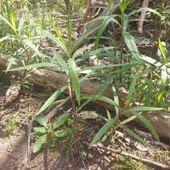 Senecio linearifolius