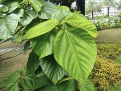Ficus auriculata