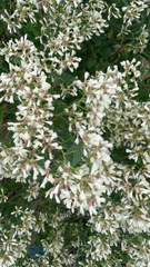 Baccharis halimifolia