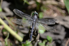 Orthetrum albistylum