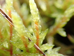 Pleurozium schreberi