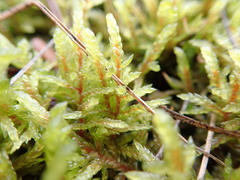 Pleurozium schreberi