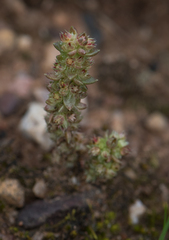 Crassula sieberiana
