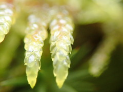 Pleurozium schreberi