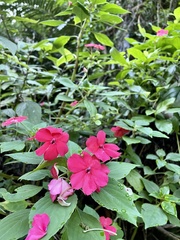 Impatiens walleriana