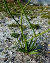 Trachyandra divaricata