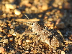 Coniocleonus riffensis