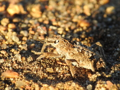 Coniocleonus riffensis