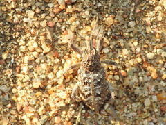 Coniocleonus riffensis