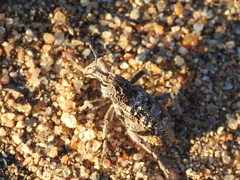 Coniocleonus riffensis