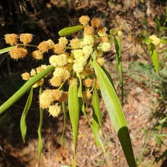 Acacia verniciflua