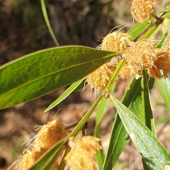 Acacia verniciflua