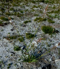 Trachyandra divaricata