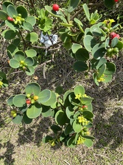 Wikstroemia retusa