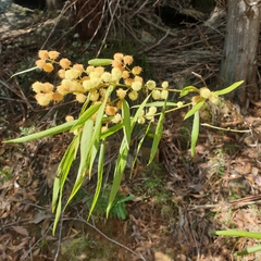Acacia verniciflua