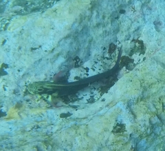 Ophioblennius atlanticus