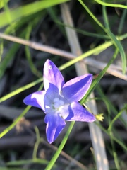 Wahlenbergia stricta