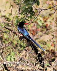 Phoeniculus purpureus marwitzi