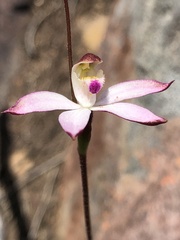 Caladenia moschata
